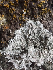 Lepraria normandinoides