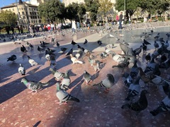 Columba livia domestica