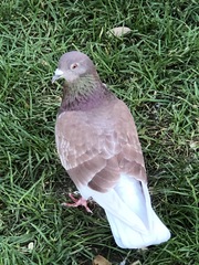 Columba livia domestica