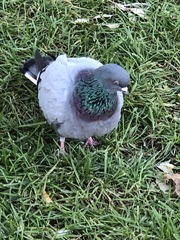 Columba livia domestica