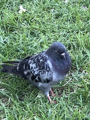 Columba livia domestica