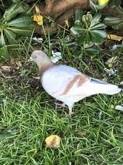 Columba livia domestica