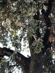 Quercus ilex