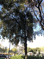Quercus ilex