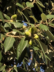 Quercus ilex