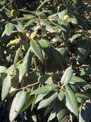Quercus ilex