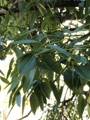 Erythrina crista-galli