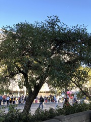 Erythrina crista-galli