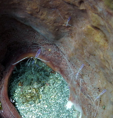 Ancylomenes pedersoni