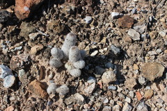 Mammillaria sphacelata