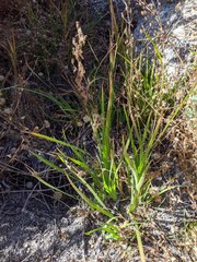Juncus oxymeris
