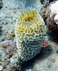 Callyspongia plicifera