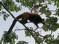 Varecia rubra