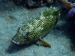 Epinephelus guttatus