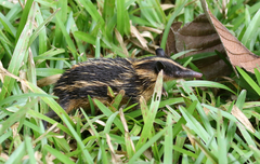 Hemicentetes semispinosus