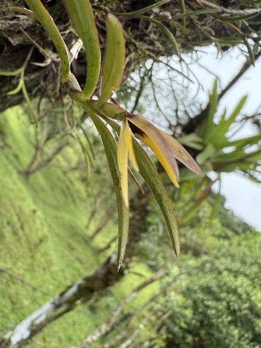 Epidendrum isomerum Schltr. 2