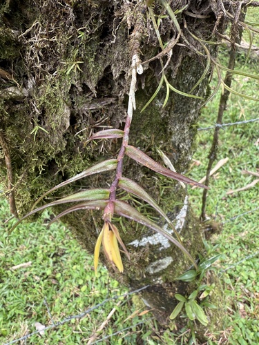 Epidendrum isomerum Schltr. 3