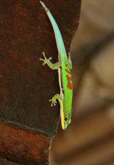 Small Lined Day Gecko photo 5