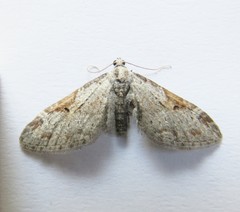 Eupithecia implorata