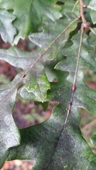 Pseudoneuroterus saliens