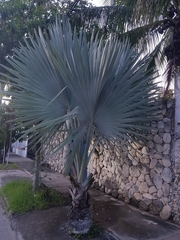 Bismarckia