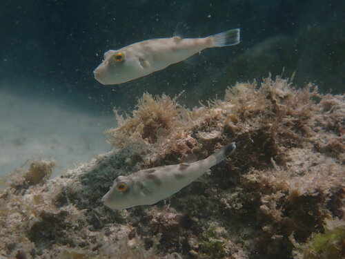 Naked puffer (Sphoeroides lispus) — Tetraodontidae — 5