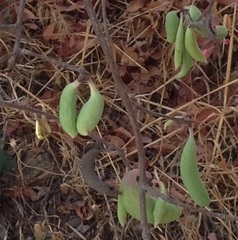 Pistacia terebinthus palaestina
