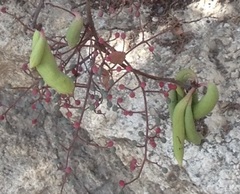 Pistacia terebinthus palaestina