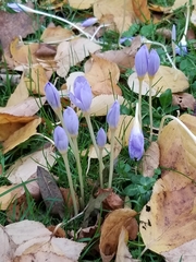 Crocus kotschyanus