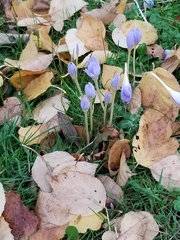 Crocus kotschyanus
