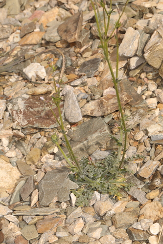 eyed gilia (Gilia ophthalmoides)