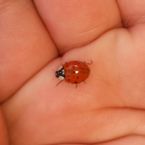 Asian Lady Beetle