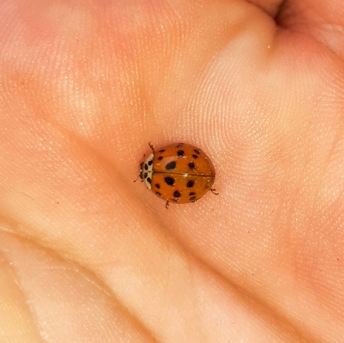 Asian Lady Beetle