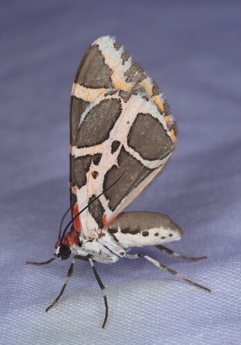 Stamnodes fergusoni