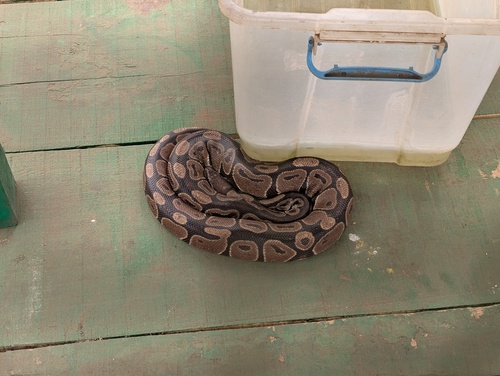 Ball Python