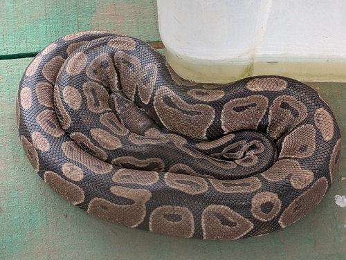 Snake