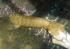 Squillidae