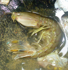 Squillidae