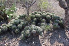 Ferocactus flavovirens