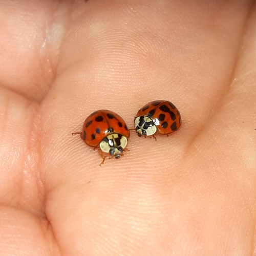 Asian Lady Beetle