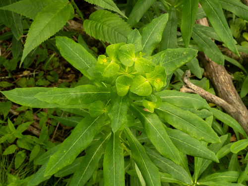 glade spurge (Euphorbia purpurea)