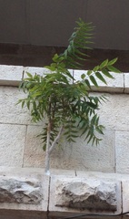 Ailanthus altissima