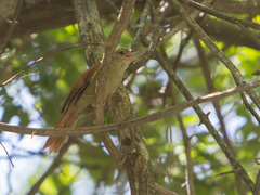 Cranioleuca subcristata