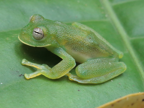 Bell Glass Frog, Cochranella nola