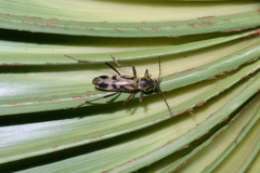 Chlorophorus annularis