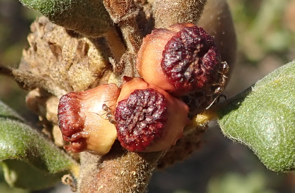 Clasping Twig Gall Wasp