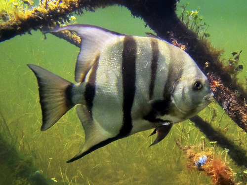 Atlantic Spadefish