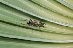 Chlorophorus annularis