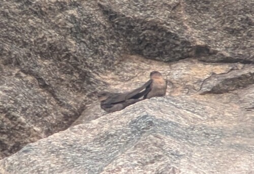 Red-throated Rock Martin (Ptyonoprogne rufigula), photo 8