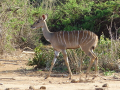 Tragelaphus imberbis
